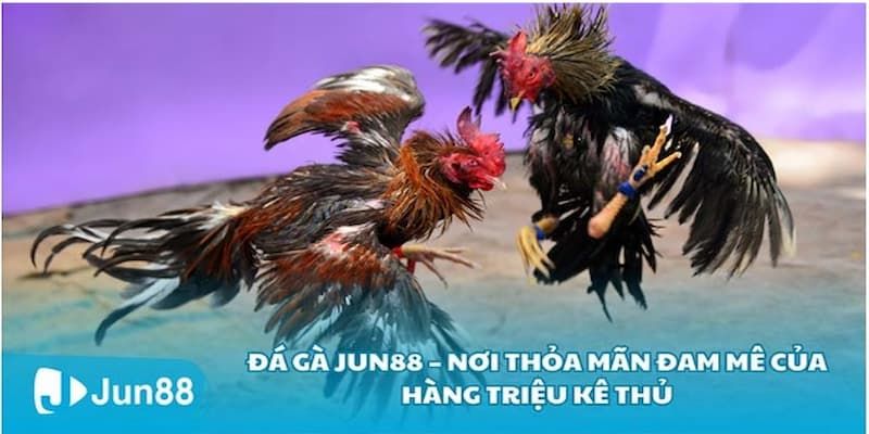 Đá gà Ưu điểm của đá gà trực tuyến thu hút nhiều người chơi