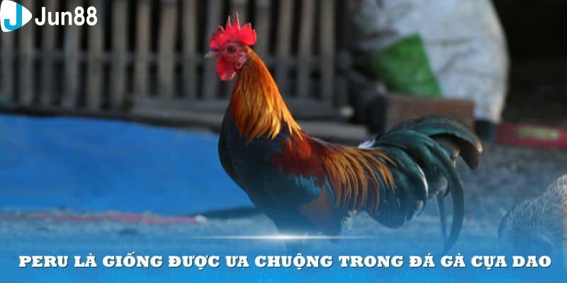 Tìm hiểu luật chơi đá gà Peru dành cho người mới
