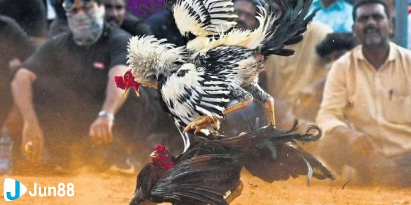 đá gà phát lại c3