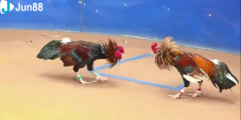 Giới thiệu tổng quan về đá gà quốc tế
