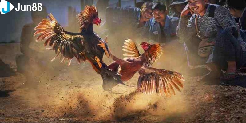 Giải mã sức hút của các giải đấu đá gà quốc tế