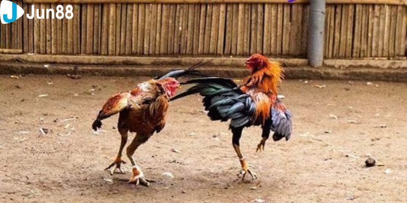 Đội ngũ BLV Chuyên nghiệp tạo nên sức hấp dẫn cho đá gà quốc tế