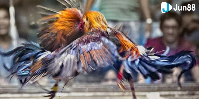 đá gà quốc tế