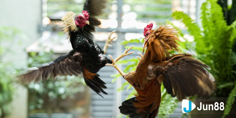 Cách phân định kết quả 