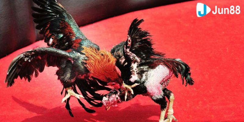 Thưởng thức các trận đá gà Wala tiện lợi