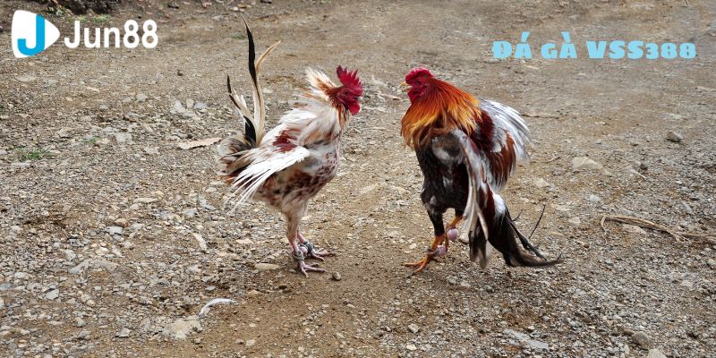 Cùng tham gia đá gà VSS388 và chứng kiến những chiến kê dũng mãnh trong những trận đấu đỉnh cao