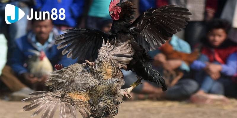 Đá gà cựa dao