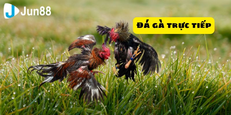 Đá gà trực tiếp là sân chơi lý tưởng để bạn trải nghiệm những trận chiến gay cấn giữa các chiến kê tài năng