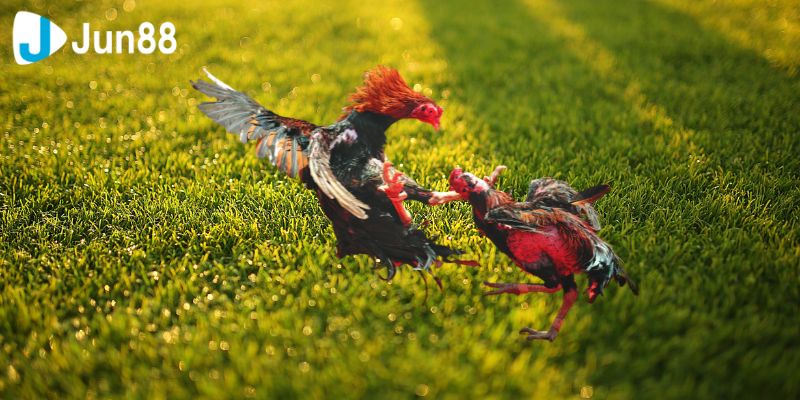 Đá gà trực tiếp không chỉ là trò chơi giải trí mà còn là cơ hội tuyệt vời để bạn thể hiện khả năng dự đoán và cá cược